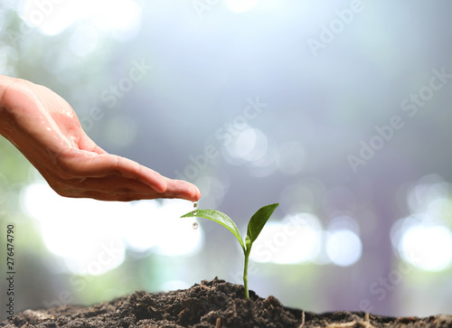 Farmer's hand watering a young plant on green bokeh nature