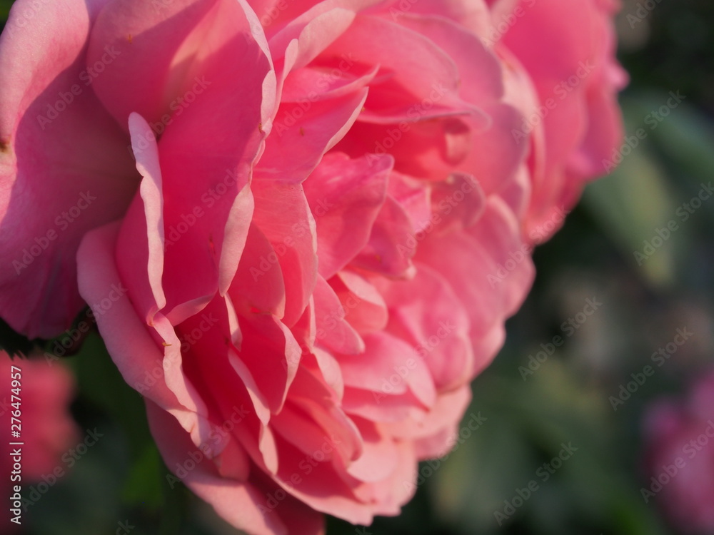 Blooming rose flowers. Pink petals of a flower Bud. Floriculture.