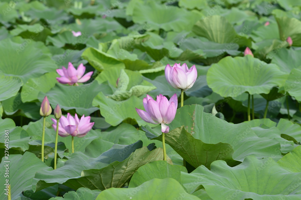 Blooming lotus flowers in the park Blooming lotus flowers in the park