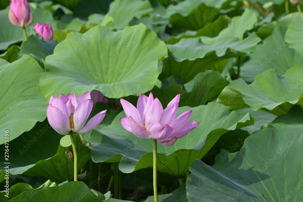 Blooming lotus flowers in the park Blooming lotus flowers in the park