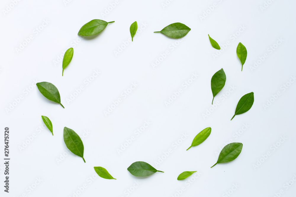 Citrus leaves circle on a white background. Citrus leaves circle on a white background.