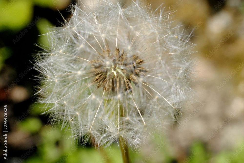 Fototapeta premium Pissenlit