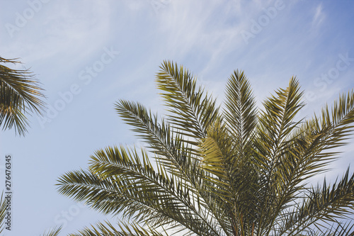 toned vintage style nature photography of palm tree branches on soft blue sky background with copy space 