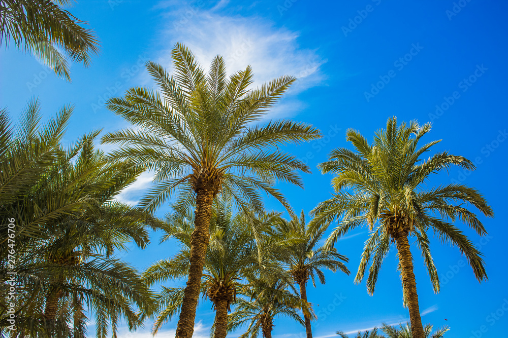 bright colorful tropic nature photography of palm trees foreshortening from below on vivid blue sky background in summer warm season clear weather time 