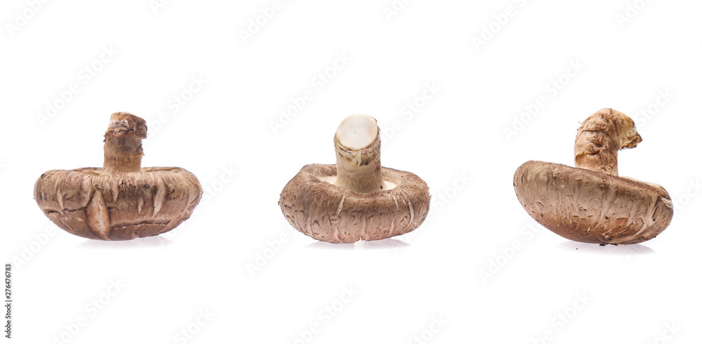 Shiitake mushroom on the White background Shiitake mushroom on the White background