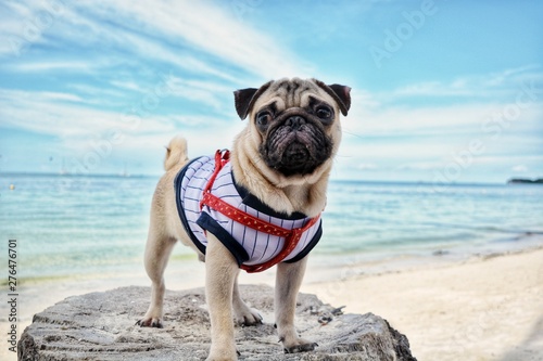 picture of a pug