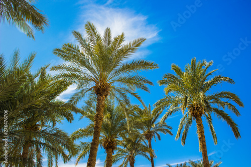 bright colorful tropic nature photography of palm trees foreshortening from below on vivid blue sky background in summer warm season clear weather time 