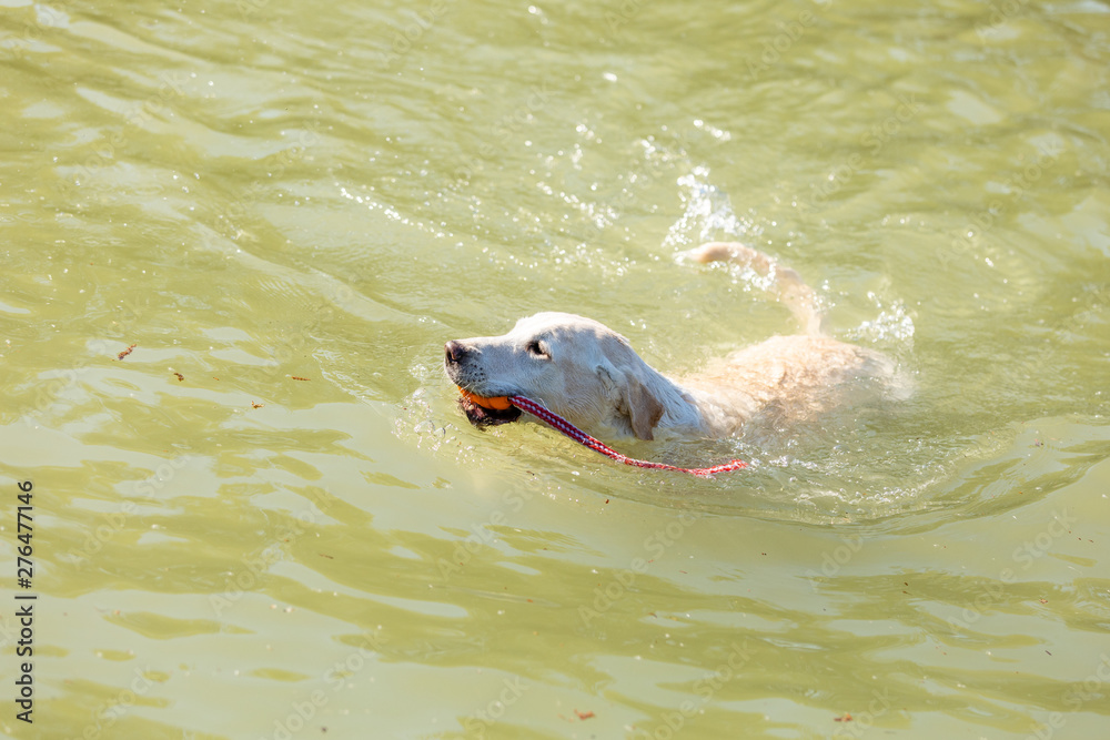 Fototapeta premium labrador is swimming