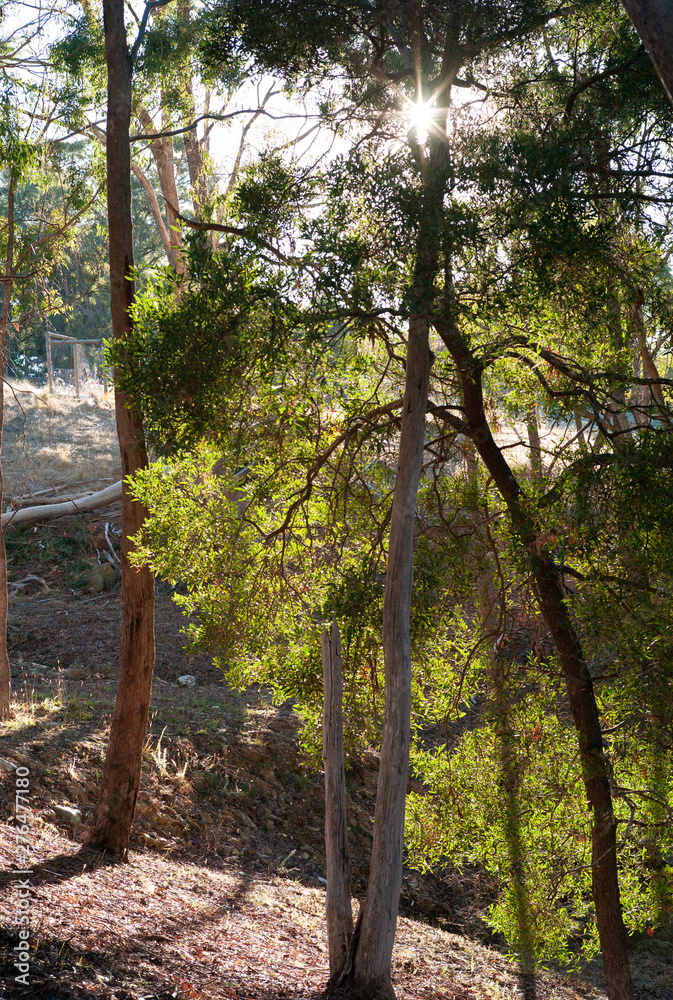 Forest landscape Forest landscape