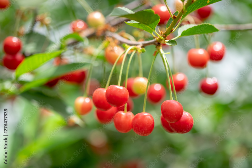 New red ripe cherries grown on branch