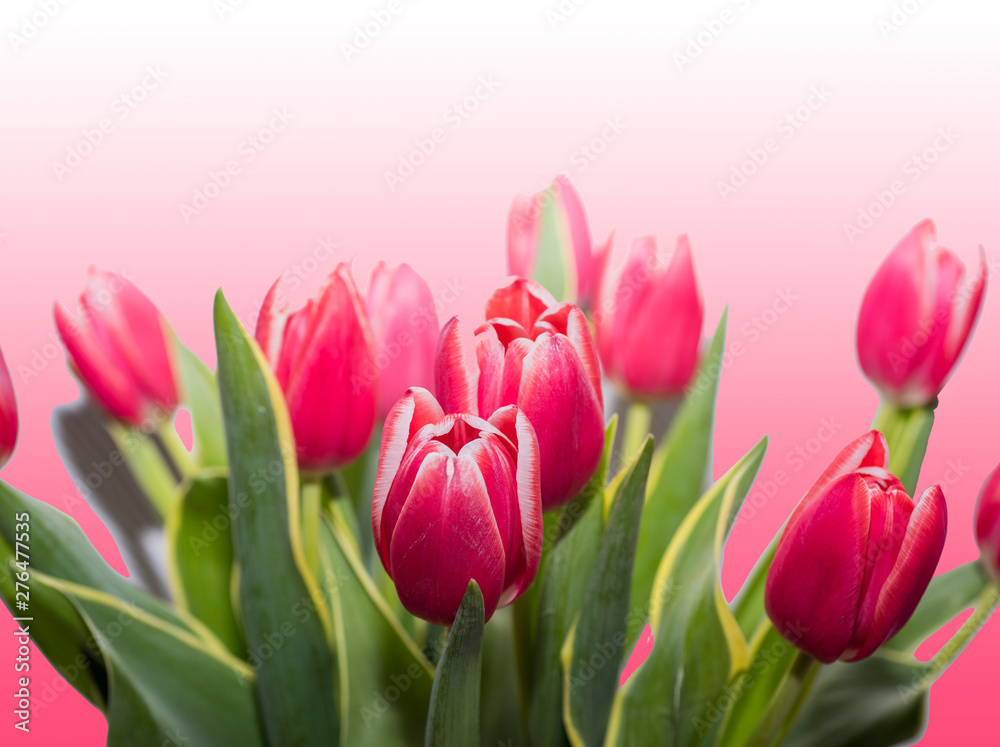 Red tulips isolated on a rose background.