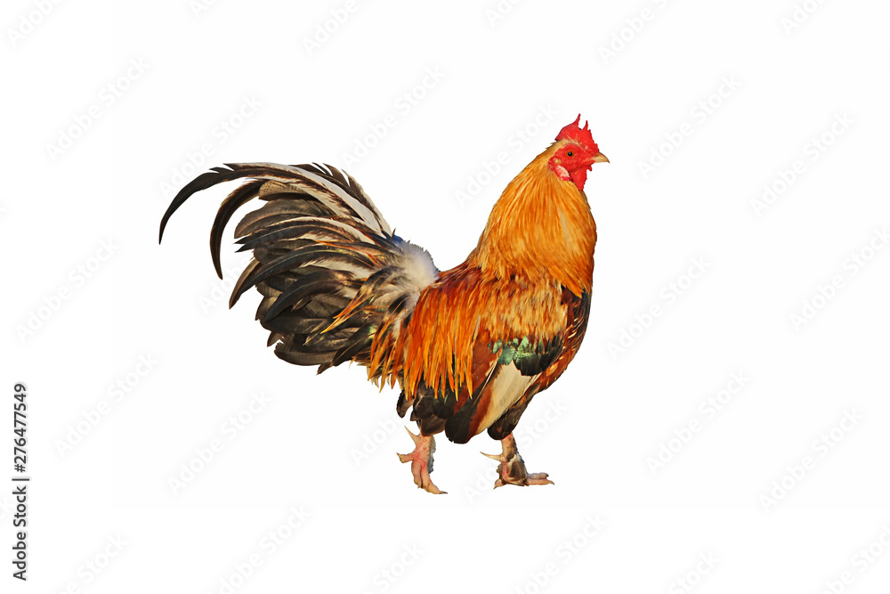 Colorful asian male rooster with isolated on a white background