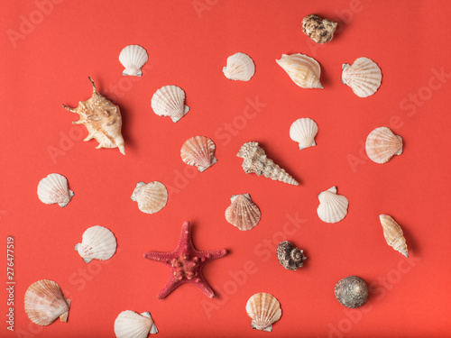 Variety of seashells on the background of living coral. Flat lay. Marine concept