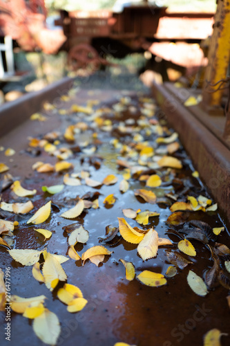 Autumn leaves fallen on wet ground