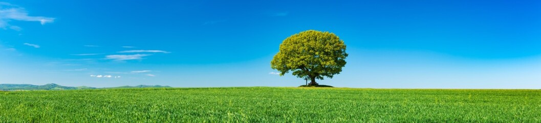Panorama of Green Field with solitary Oak Tree under Blue Sky in Spring