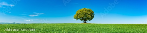 Panorama of Green Field with solitary Oak Tree under Blue Sky in Spring