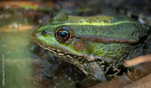 Green water frog, Rana esculenta sitting the Sun