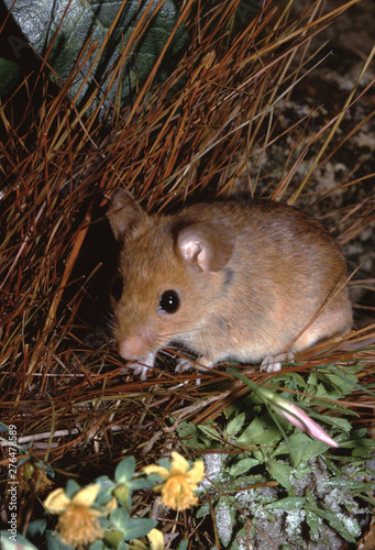 Golden Mouse (Ochrotomys Nuttalli)