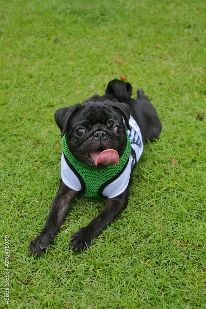 cute picture of pugs cute picture of pugs