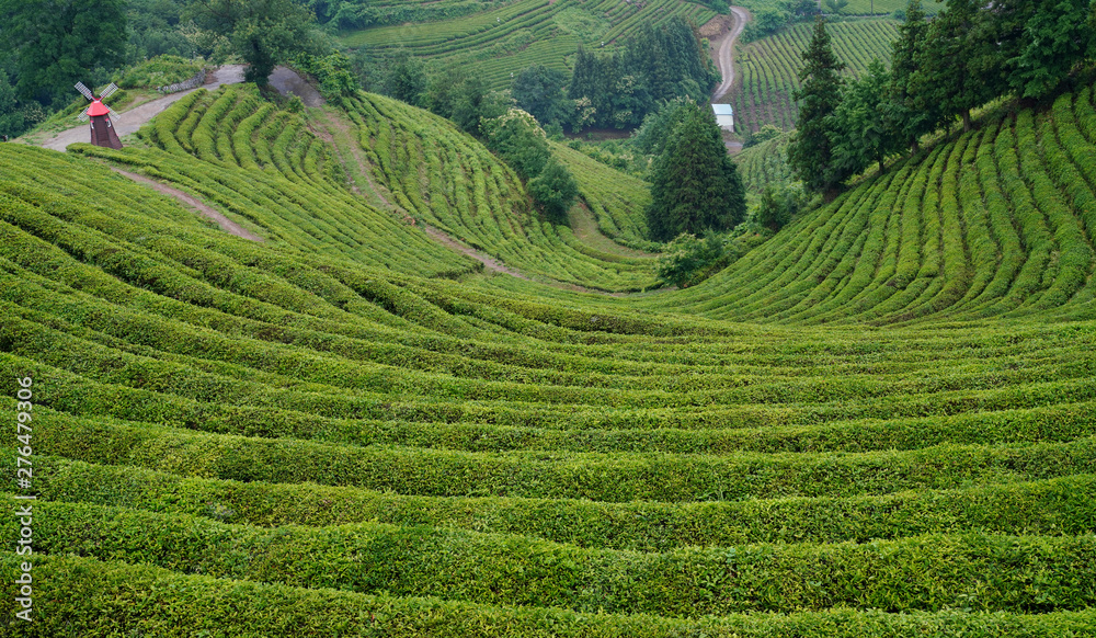 보성 대한다원의 여름 풍경