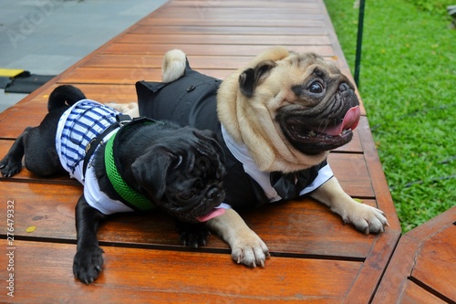 cute picture of pugs
