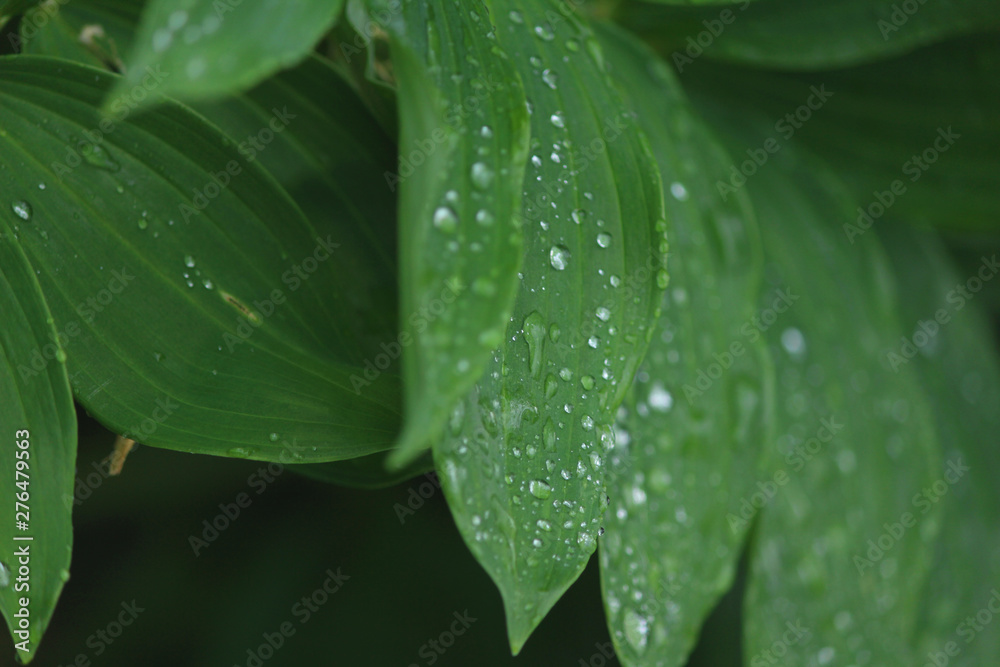 green leaf with water drops green leaf with water drops