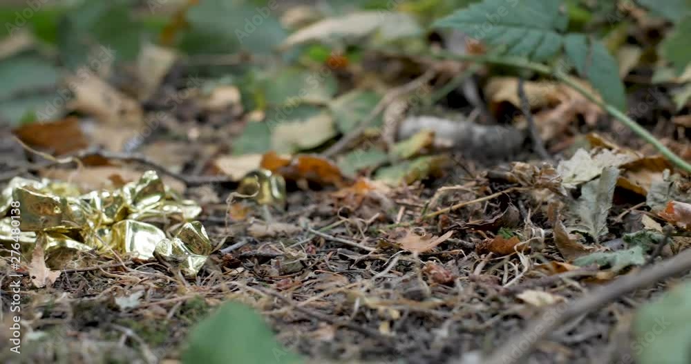 A slider shot of leaves and foliage on a forest floor A slider shot of leaves and foliage on a forest floor
