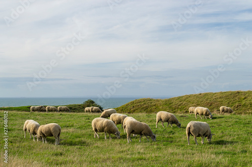 Moutons qui broutent dans une prairie, paysage de mer à l'horizon. Cap Blanc Nez