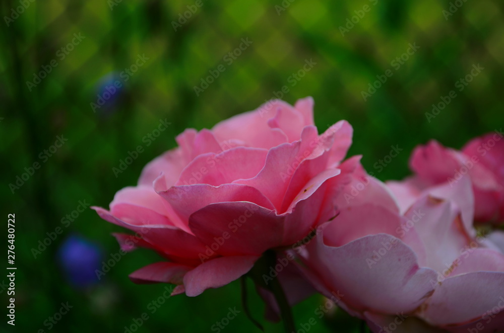 beautiful delicate pink rose in the garden