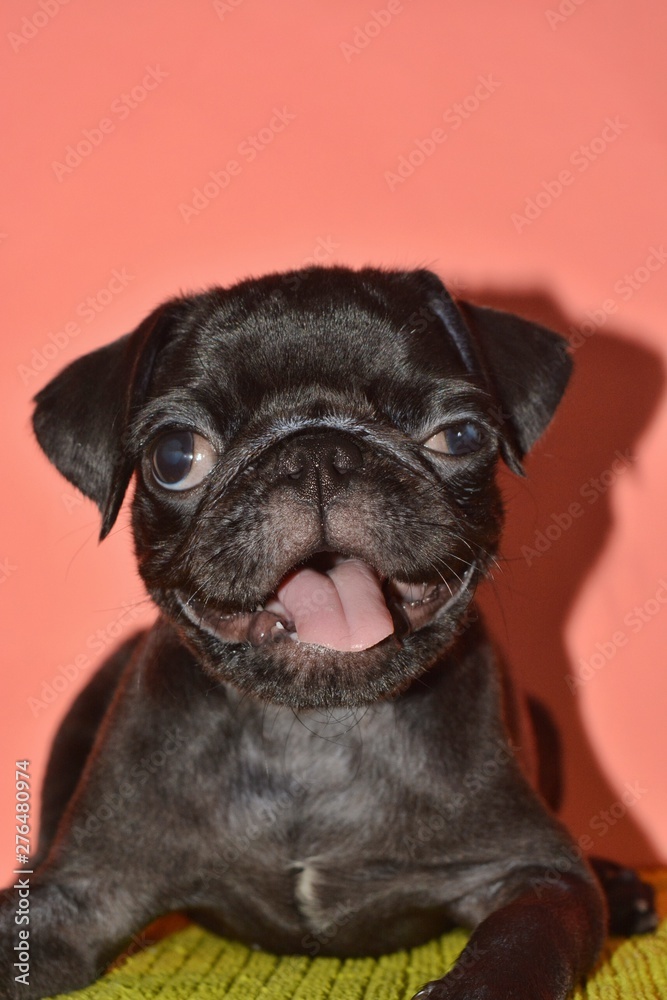 pug puppy picture