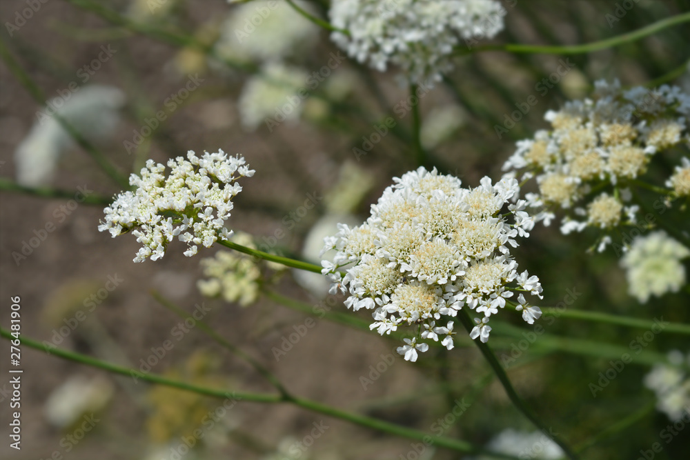 Obraz premium Corky-fruited water-dropwort - Latin name - Oenanthe pimpinelloides