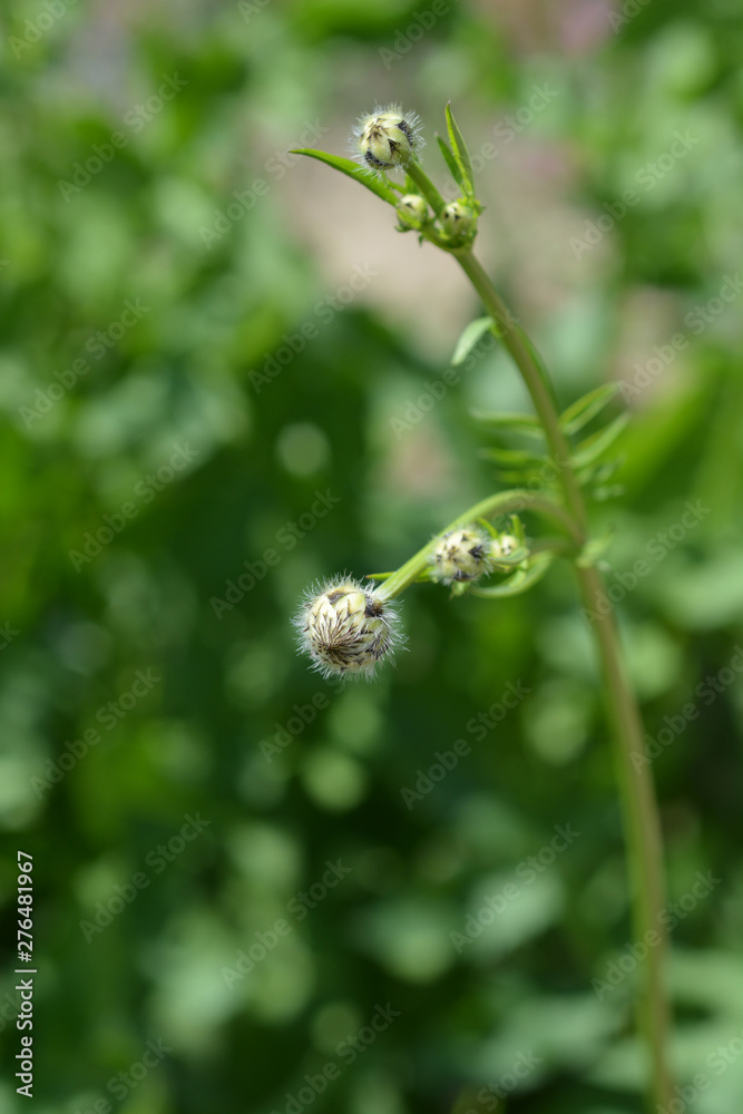 Giant scabious flower buds - Latin name - Cephalaria gigantea