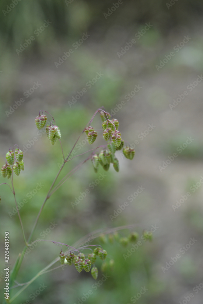 Common quaking grass - Latin name - Briza media Common quaking grass - Latin name - Briza media