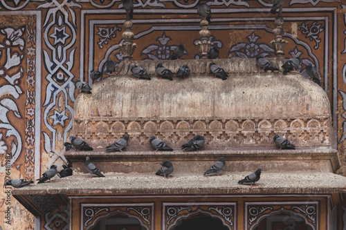 View of the pigeons sitting in windows in the palace in Jaipur  Rajasthan  India