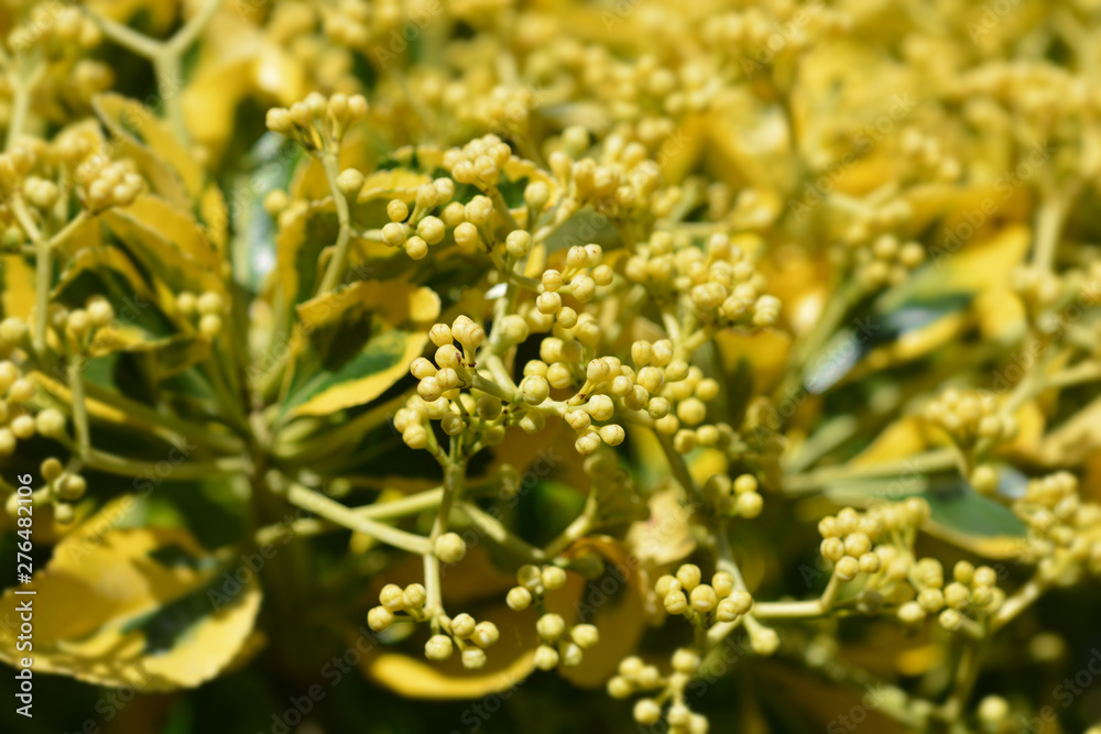 Obraz premium Japanes spindle flower buds - Latin name - Euonymus japonicus
