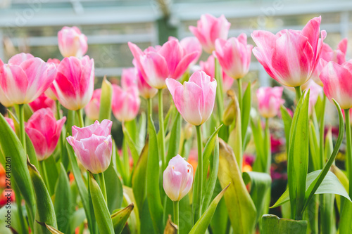 Tulip flowers  in garden nature background