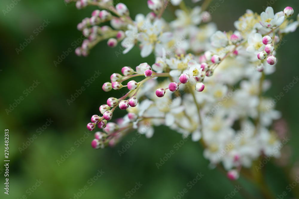 Fern-leaf dropwort flower - Latin name - Filipendula vulgaris Fern-leaf dropwort flower - Latin name - Filipendula vulgaris
