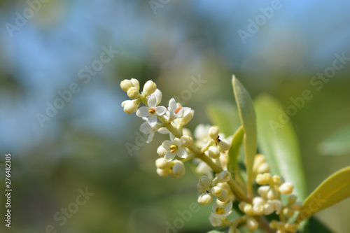 Принти на полотні Common olive flowers - Latin name - Olea europaea