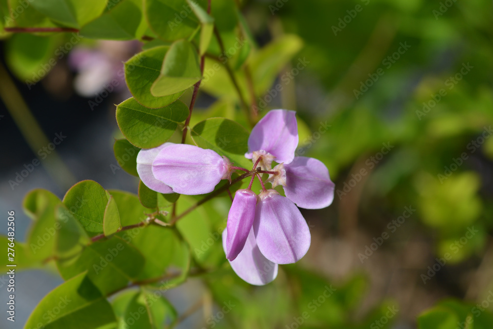Kirilows Indigo pink flower - Latin name - Indigofera kirilowii Kirilows Indigo pink flower - Latin name - Indigofera kirilowii