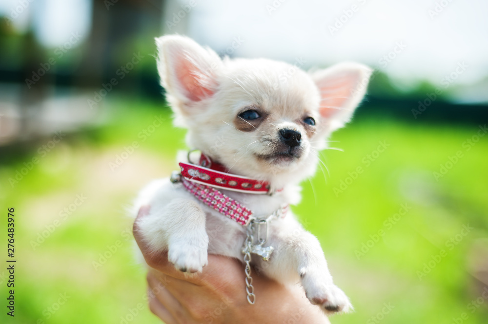Cute chihuahua puppy on a female hand outside. On a background of green nature