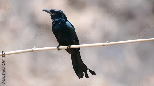 The Hair-crested Drongo or is a bird in Asia from the family Dicruridae which was conspecific with Dicrurus bracteatus or Spangled Drongo in which it can be tricky to differentiate from each other. photo