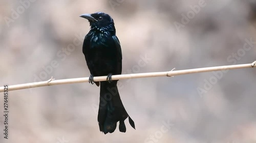 The Hair-crested Drongo or is a bird in Asia from the family Dicruridae which was conspecific with Dicrurus bracteatus or Spangled Drongo in which it can be tricky to differentiate from each other. photo