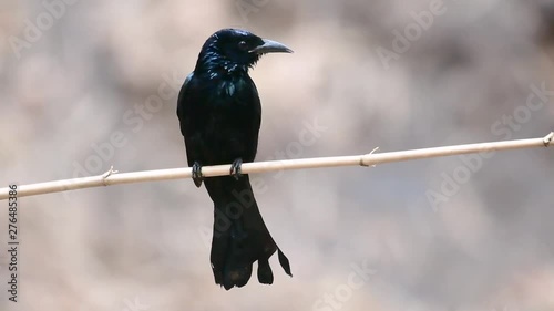 The Hair-crested Drongo or is a bird in Asia from the family Dicruridae which was conspecific with Dicrurus bracteatus or Spangled Drongo in which it can be tricky to differentiate from each other. photo