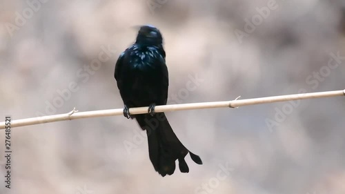 The Hair-crested Drongo or is a bird in Asia from the family Dicruridae which was conspecific with Dicrurus bracteatus or Spangled Drongo in which it can be tricky to differentiate from each other. photo