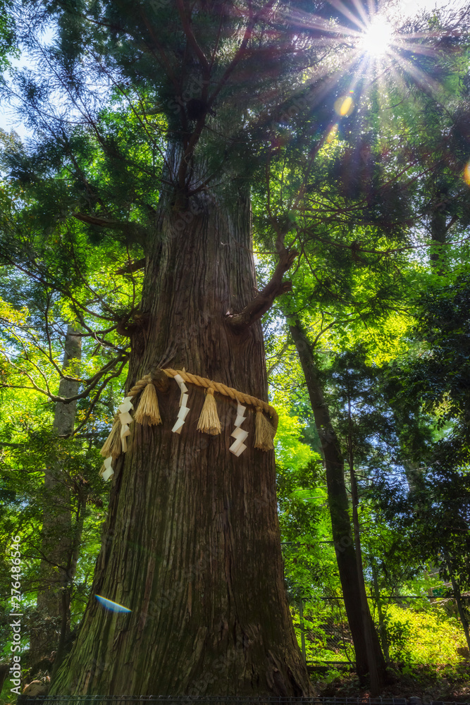 Naklejka premium 高尾山のたこ杉