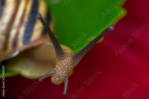 macro photo of a garden snail in summer season