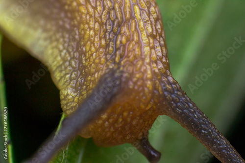 macro photo of a garden snail in summer season