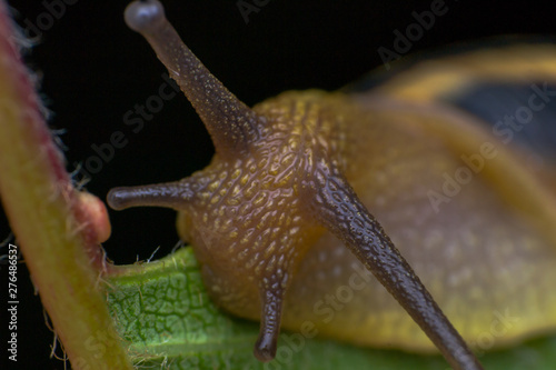 macro photo of a garden snail in summer season