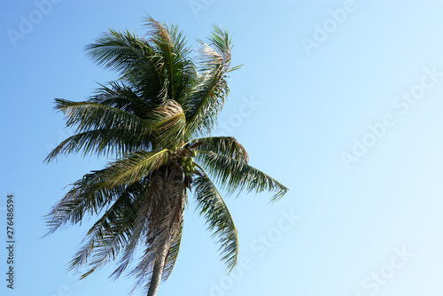 Summer palm tree copy space article background travel