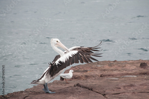Pelican, Shell Harbour, Kiama, NSW, Australia